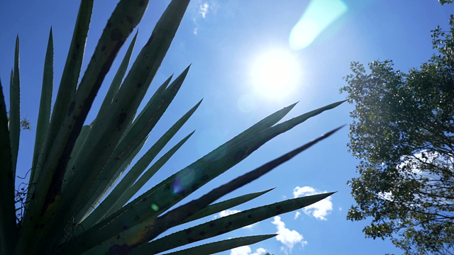 애니깽이라 불린 사람들